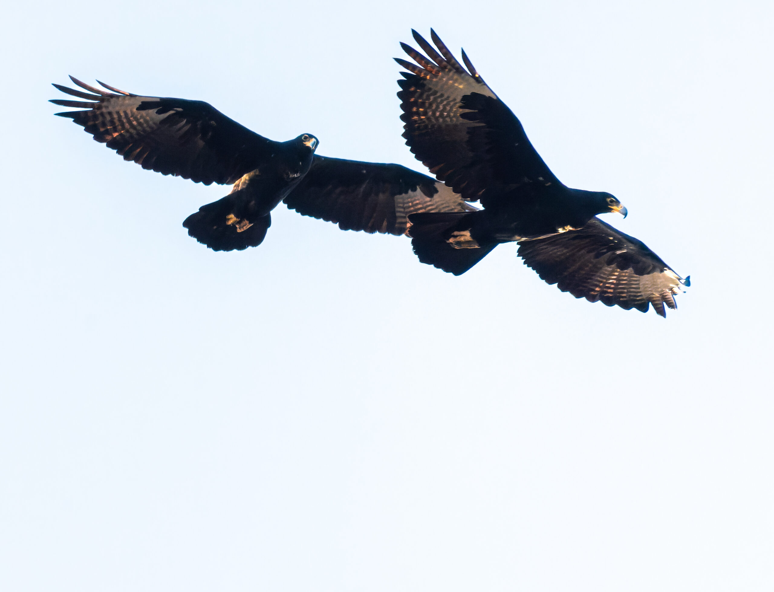Verreaux eagles at Rainmaker's campsite near Beitbridge border
