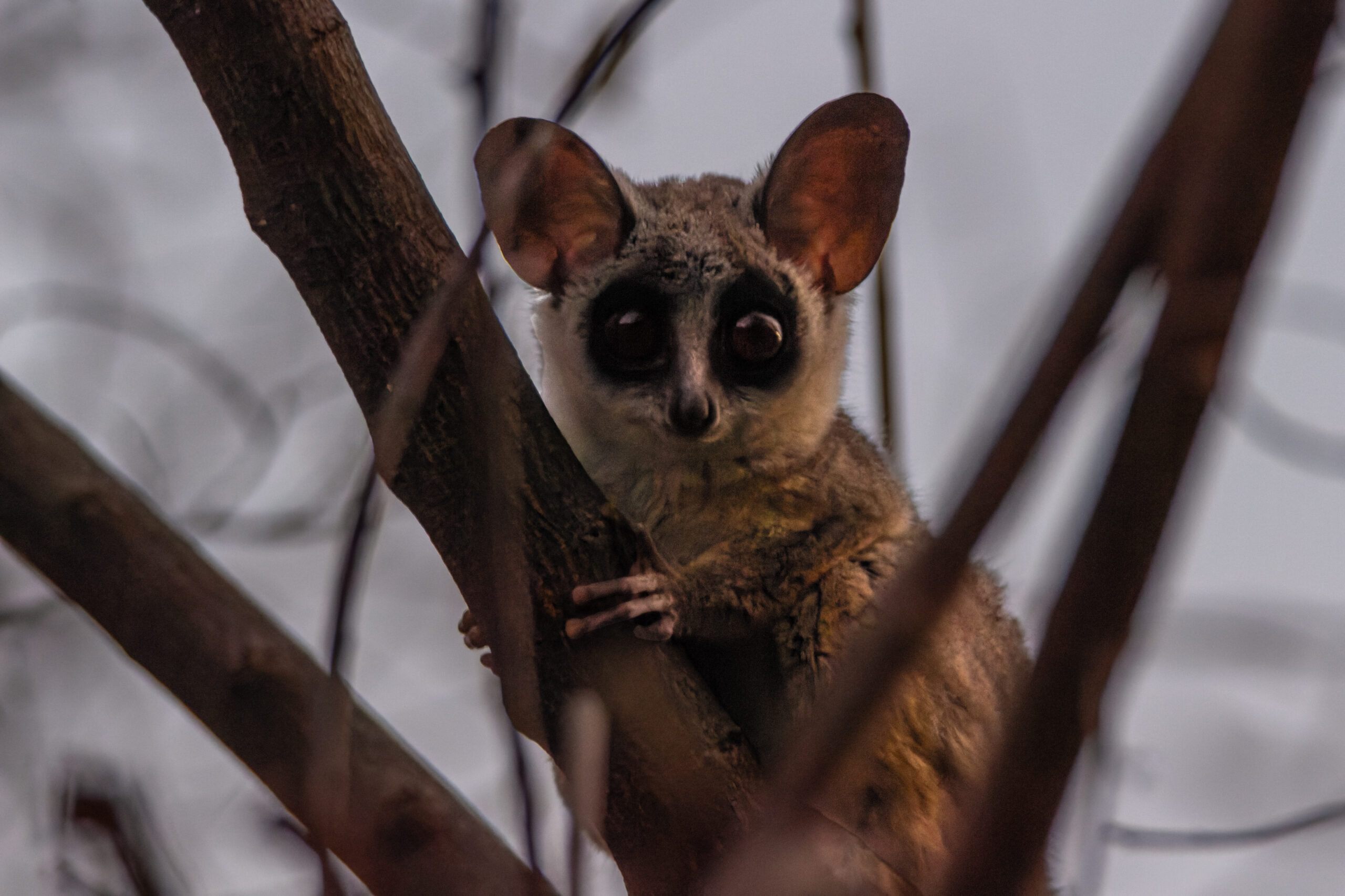 Lesser Bushbaby at Rainmaker's campsite near Musina