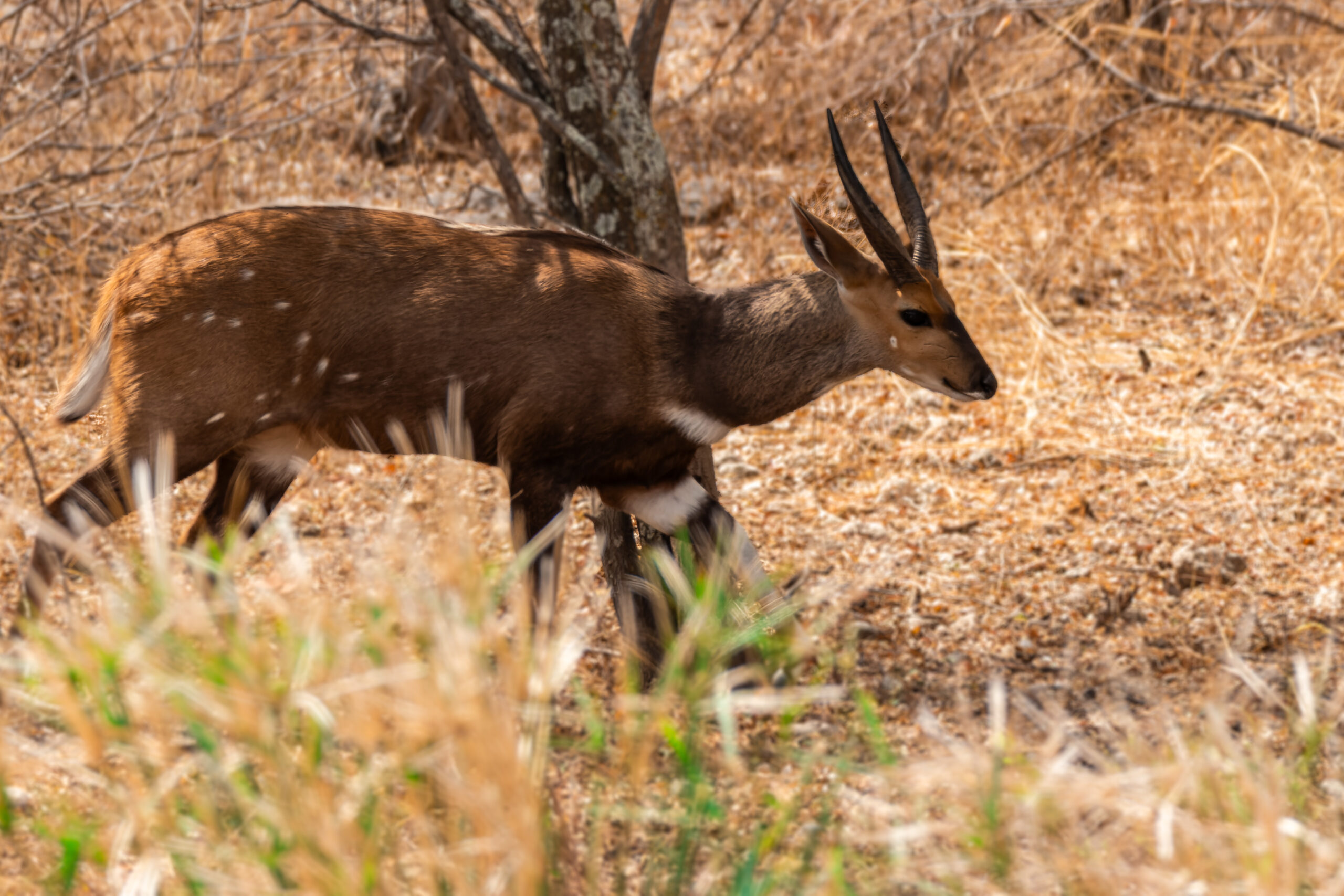 Bushbuck at Rainmaker's campsite near Musina