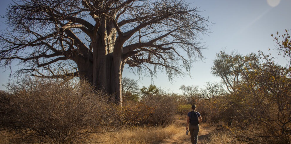 Guided Bush Walks