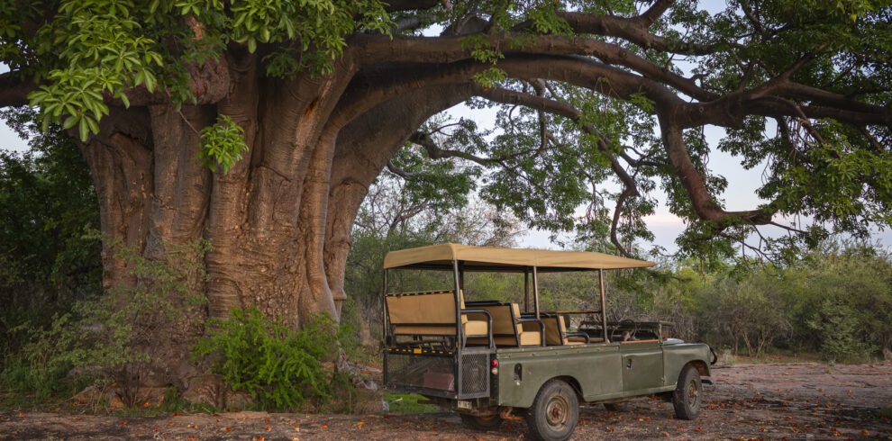 Nature drives in open safari vehicle