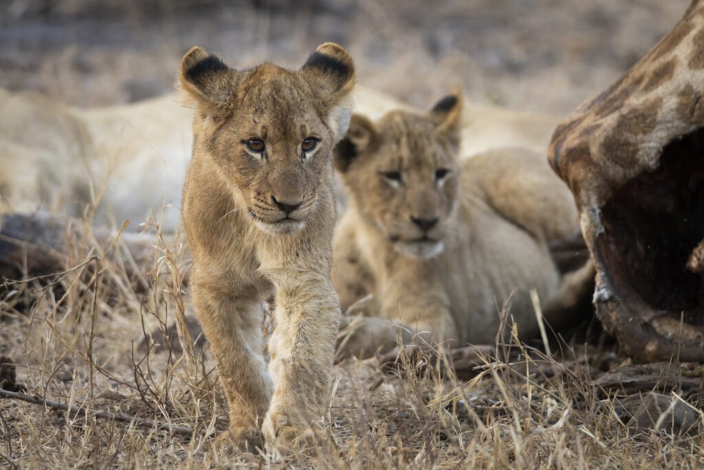 Kruger National Park
