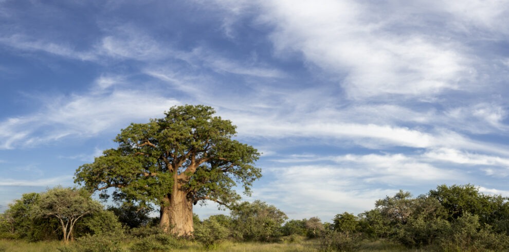 Baobab Safari Tour