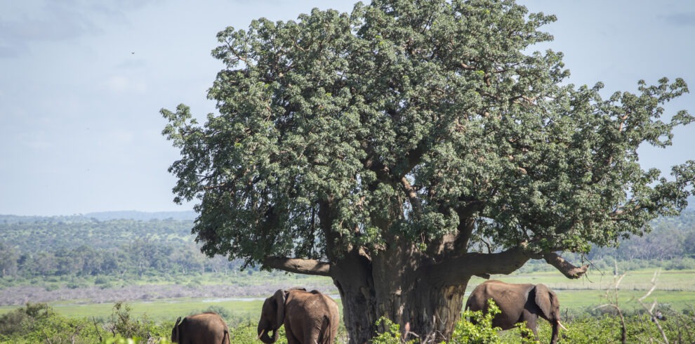 Mapungubwe National Park